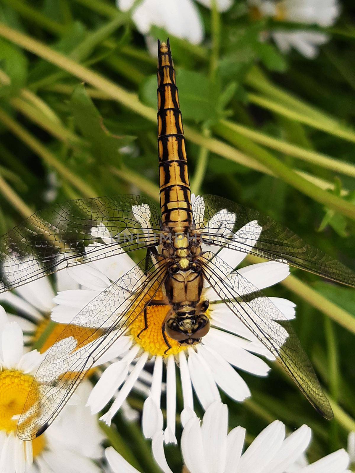 Dragonfly on a chamomile flower by Endusik