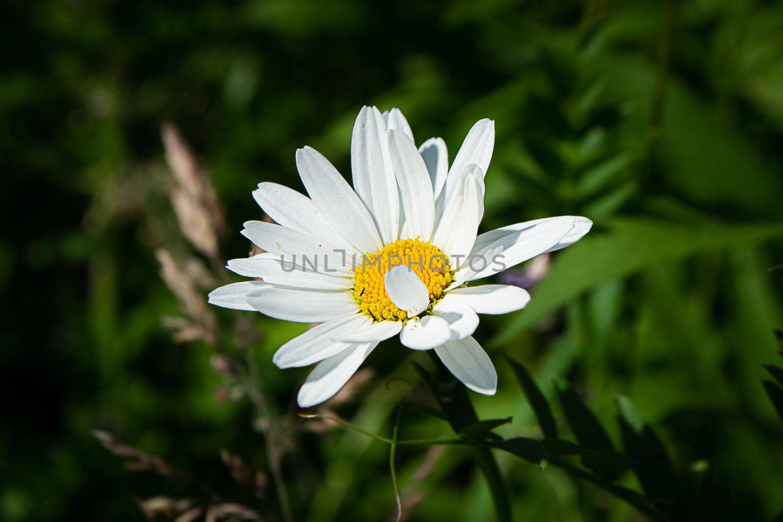 Chamomile flower among green grass and leaves, natural background. daisies among the green grass. High quality photo