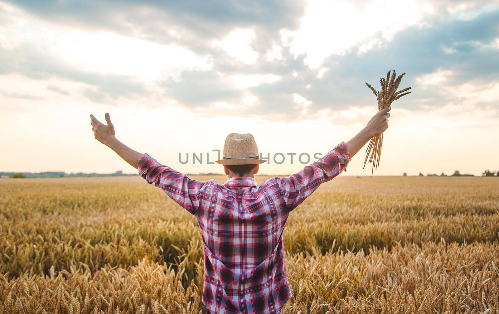 A man farmer holds ears of wheat in his hand in the field. Selective focus. Nature.