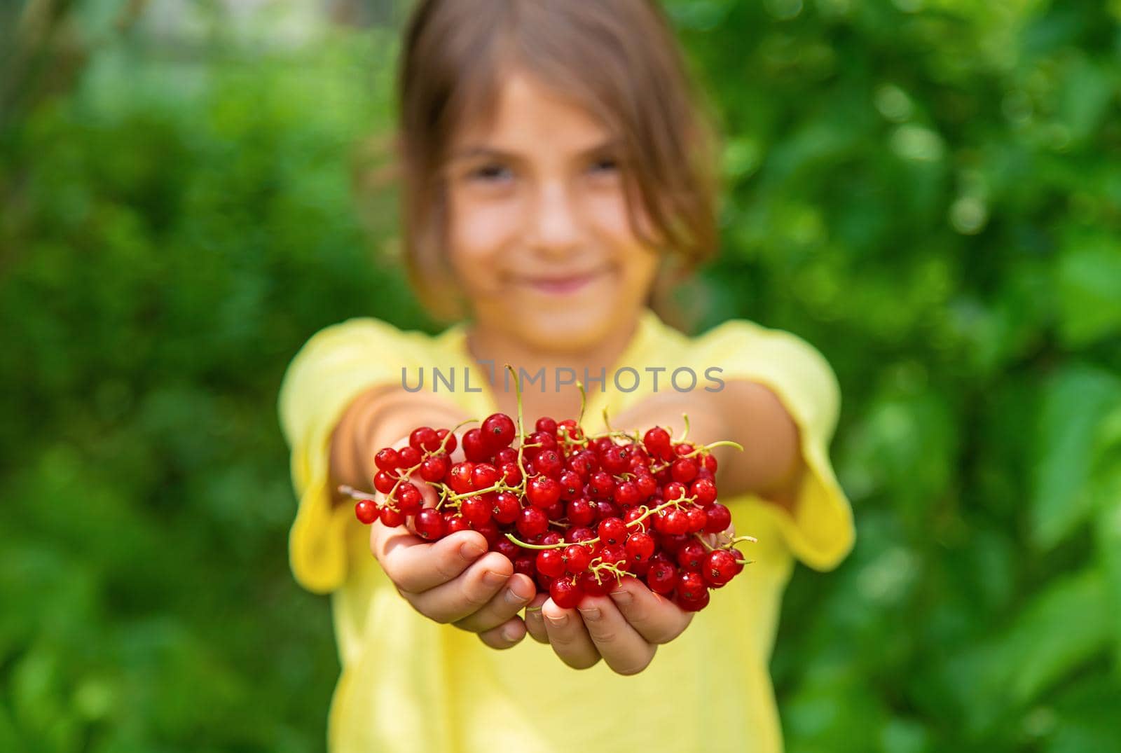 The child is harvesting red currants. Selective focus. Food.