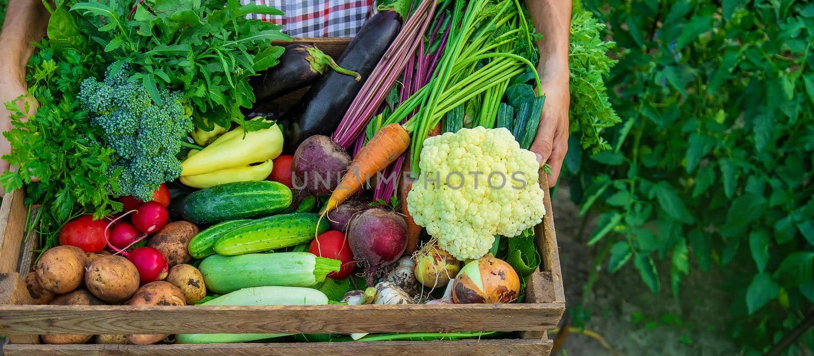 A man farmer holds vegetables in his hands in the garden. Selective focus. Food.