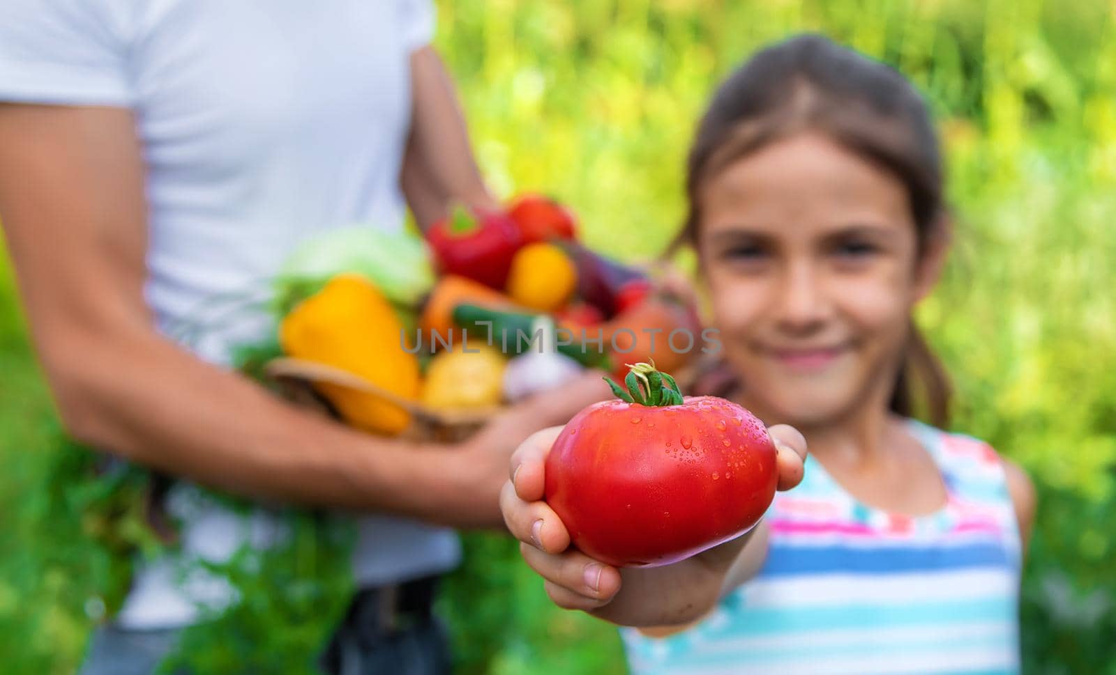A man farmer holds vegetables in his hands and a child. Selective focus. Food.