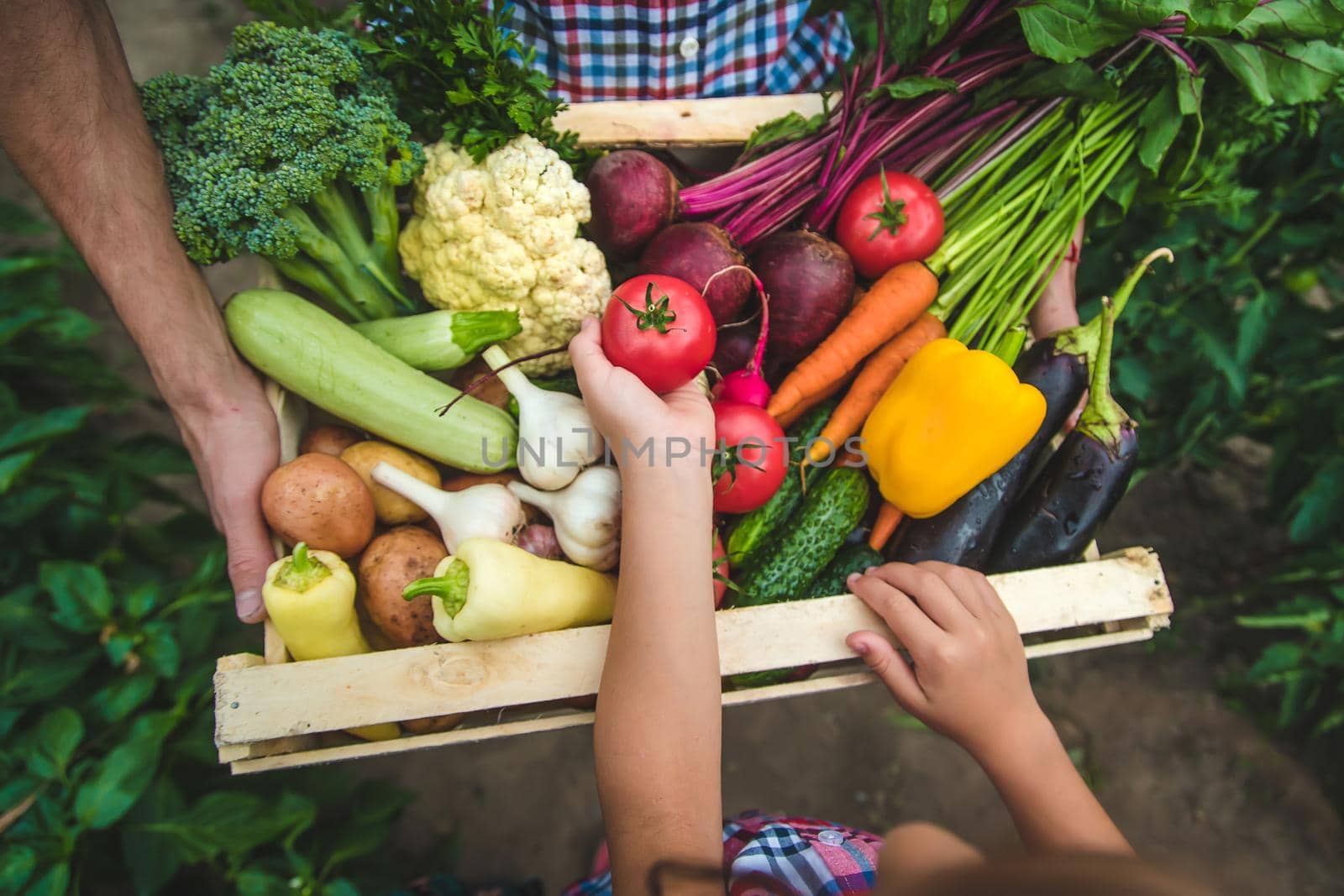 Vegetables in the hands of the child and father of the farmer in the garden. Selective focus. Nature.