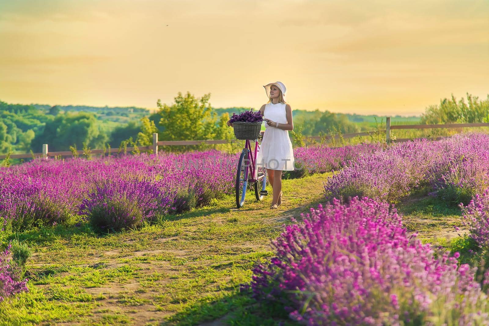 Woman in lavender field on a bike. Selective focus. Nature.