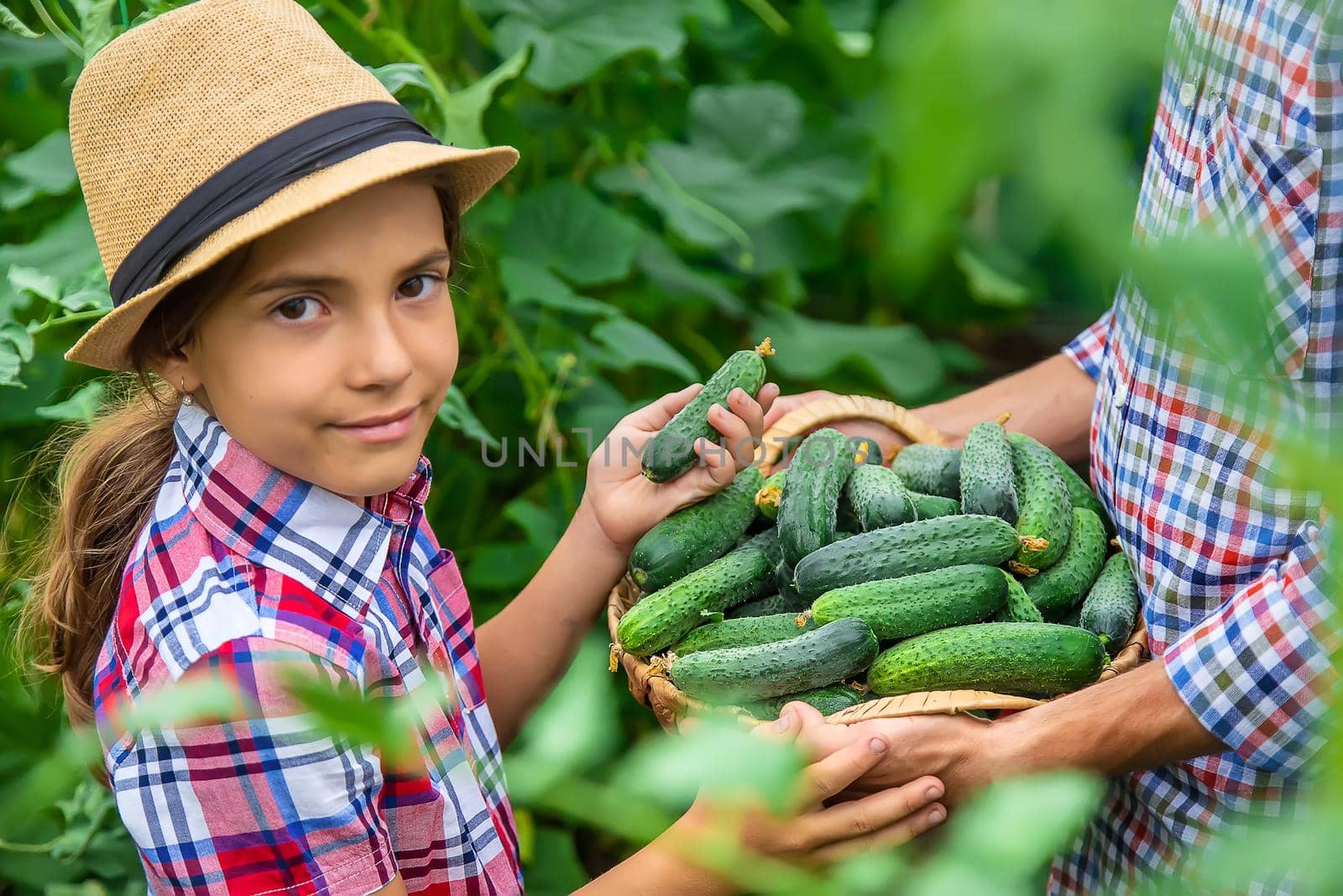 The child and father are holding cucumbers in their hands. Selective focus. Kid.