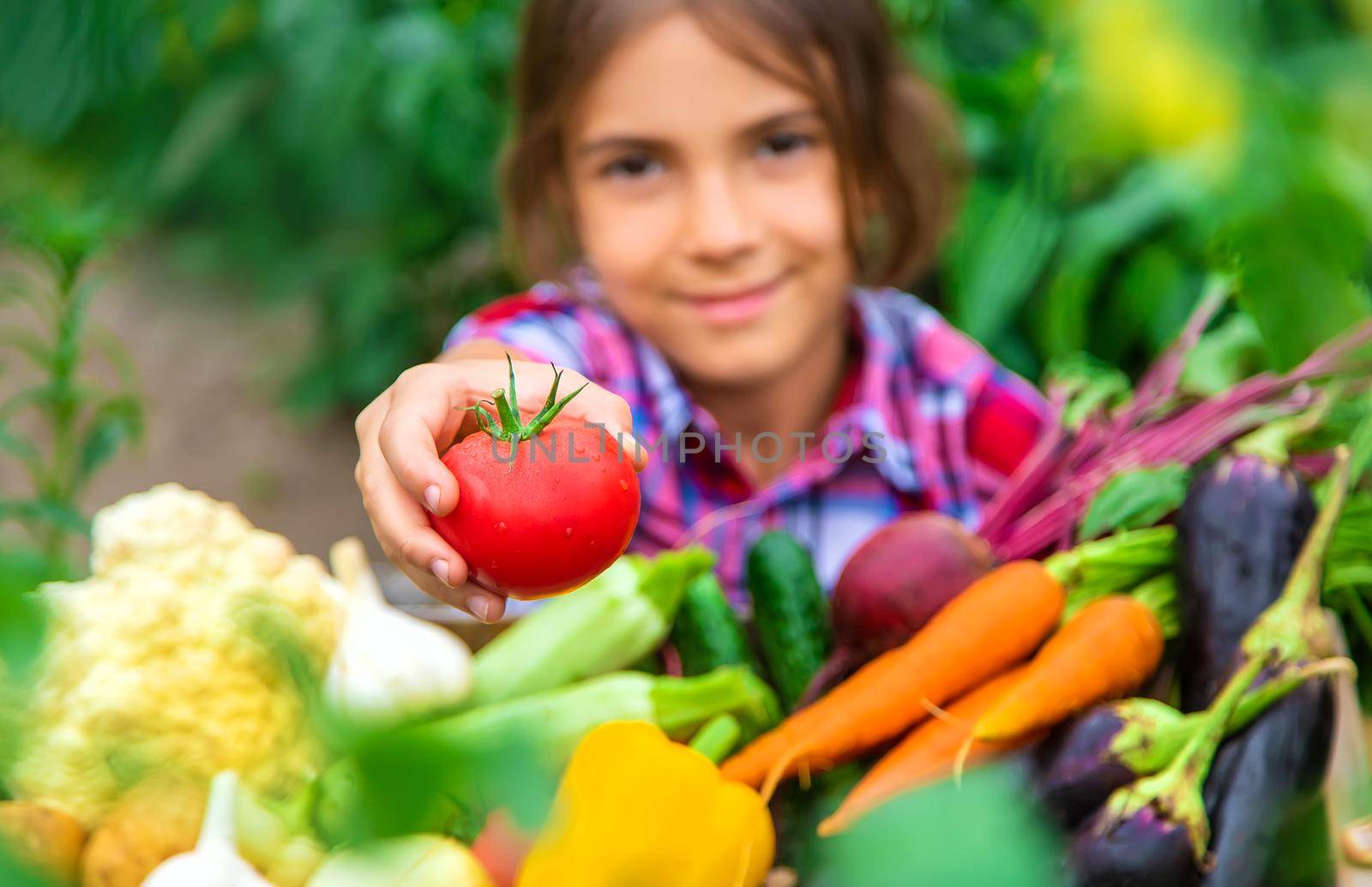 The child holds vegetables in his hands in the garden. Selective focus. Nature.
