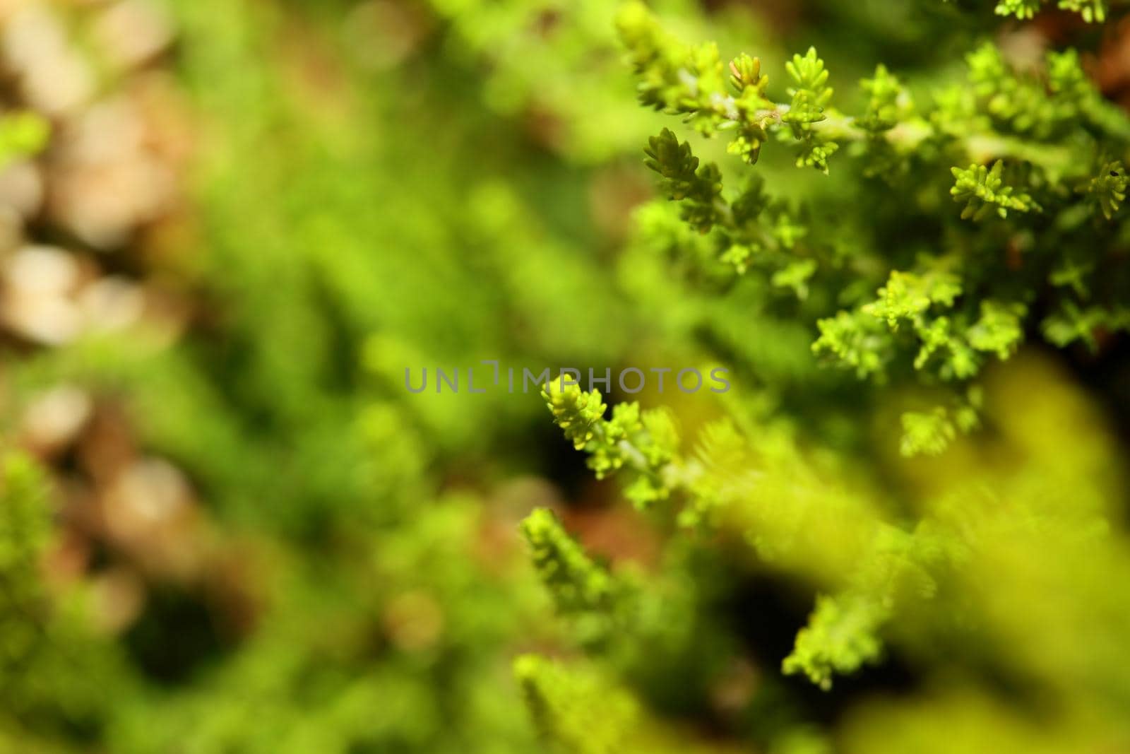 Green leaves close up botanical background erica sativa family ericaceae big size high quality modern print by BakalaeroZz