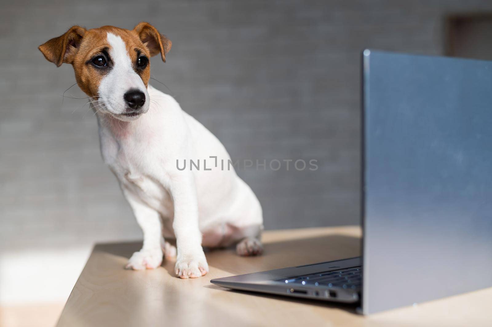 Jack Russell Terrier puppy is sitting in front of a laptop. A small smart dog is working on a laptop computer