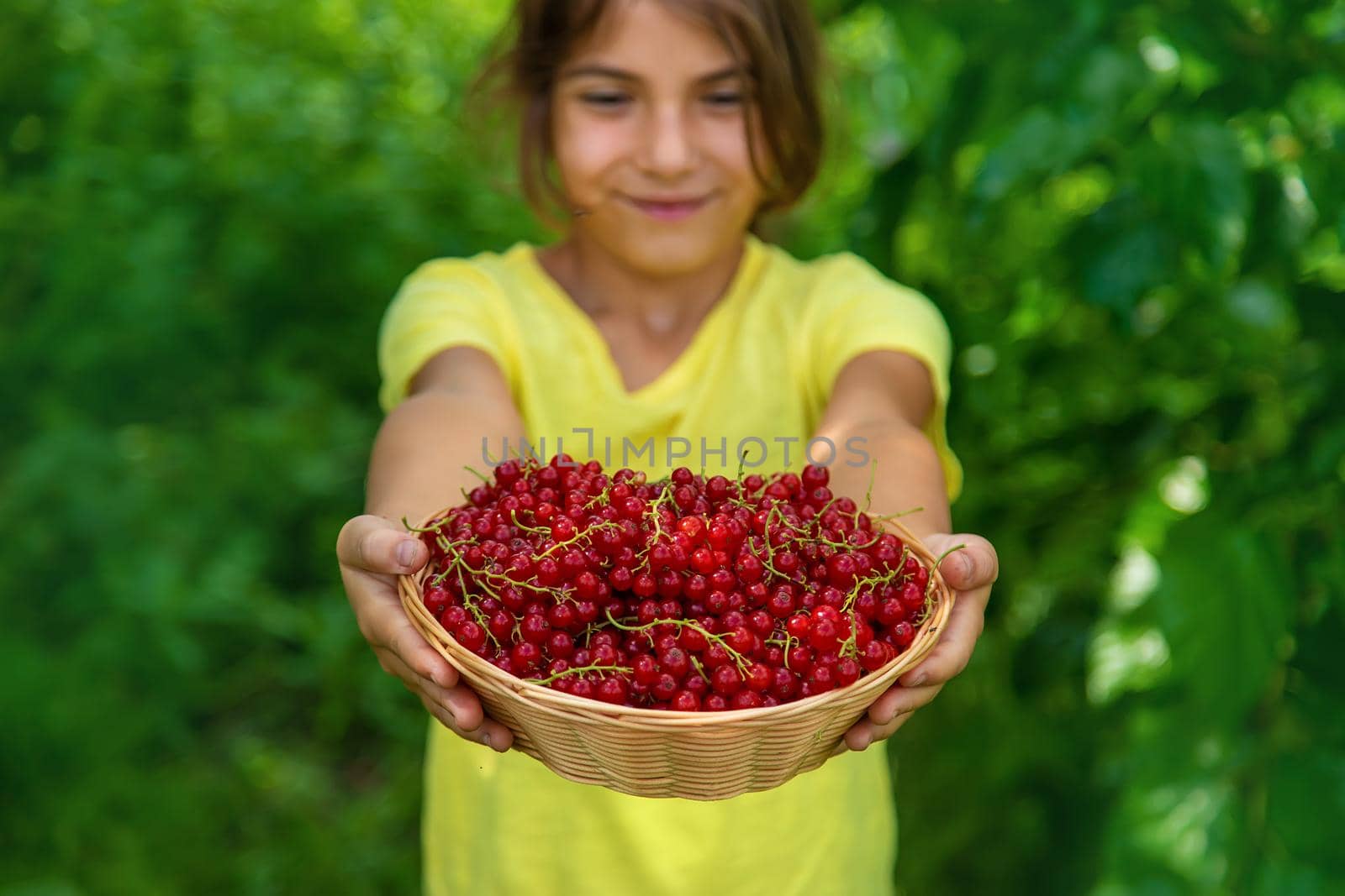 The child is harvesting red currants. Selective focus. Food.