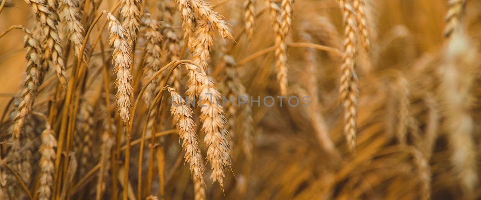 The wheat field is yellow in summer. Selective focus. Nature.