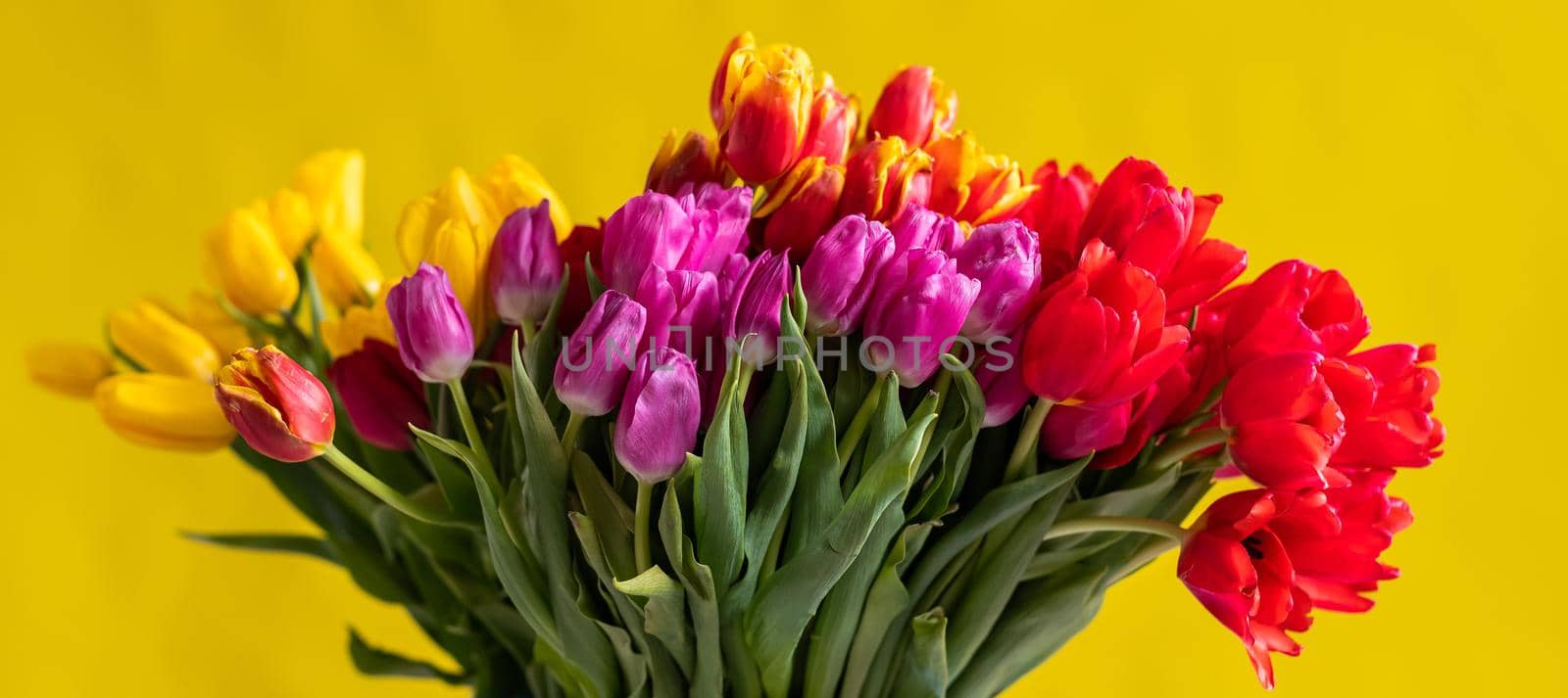 An armful of multi-colored tulips on a yellow background. A large bouquet for a woman on March 8. International Women's Day. Widescreen.