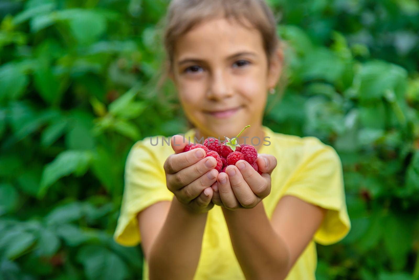 Harvest raspberries in the hands of a child. Selective focus. Nature.