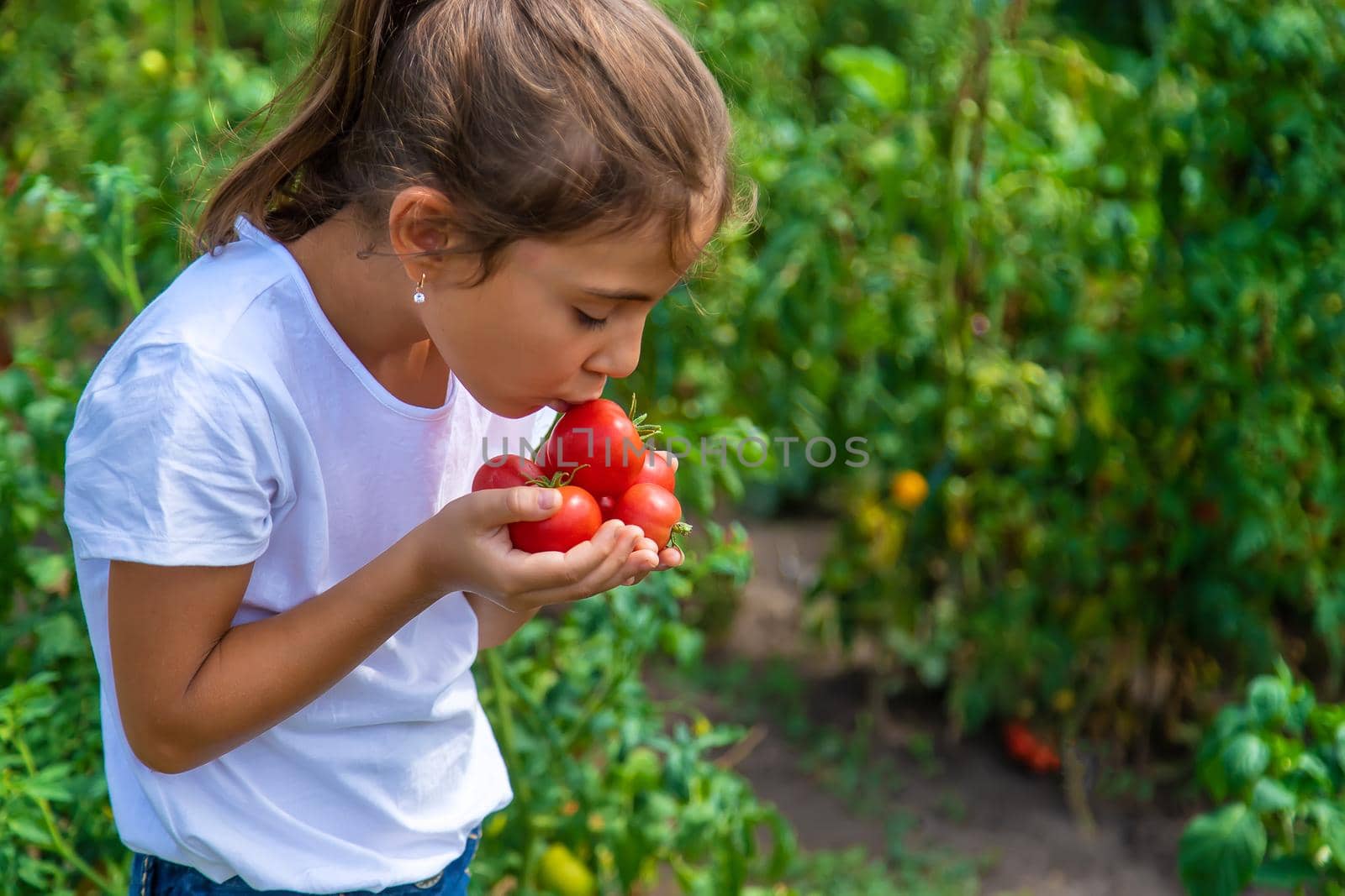 The child is harvesting tomatoes in the garden. Selective focus. Kid.