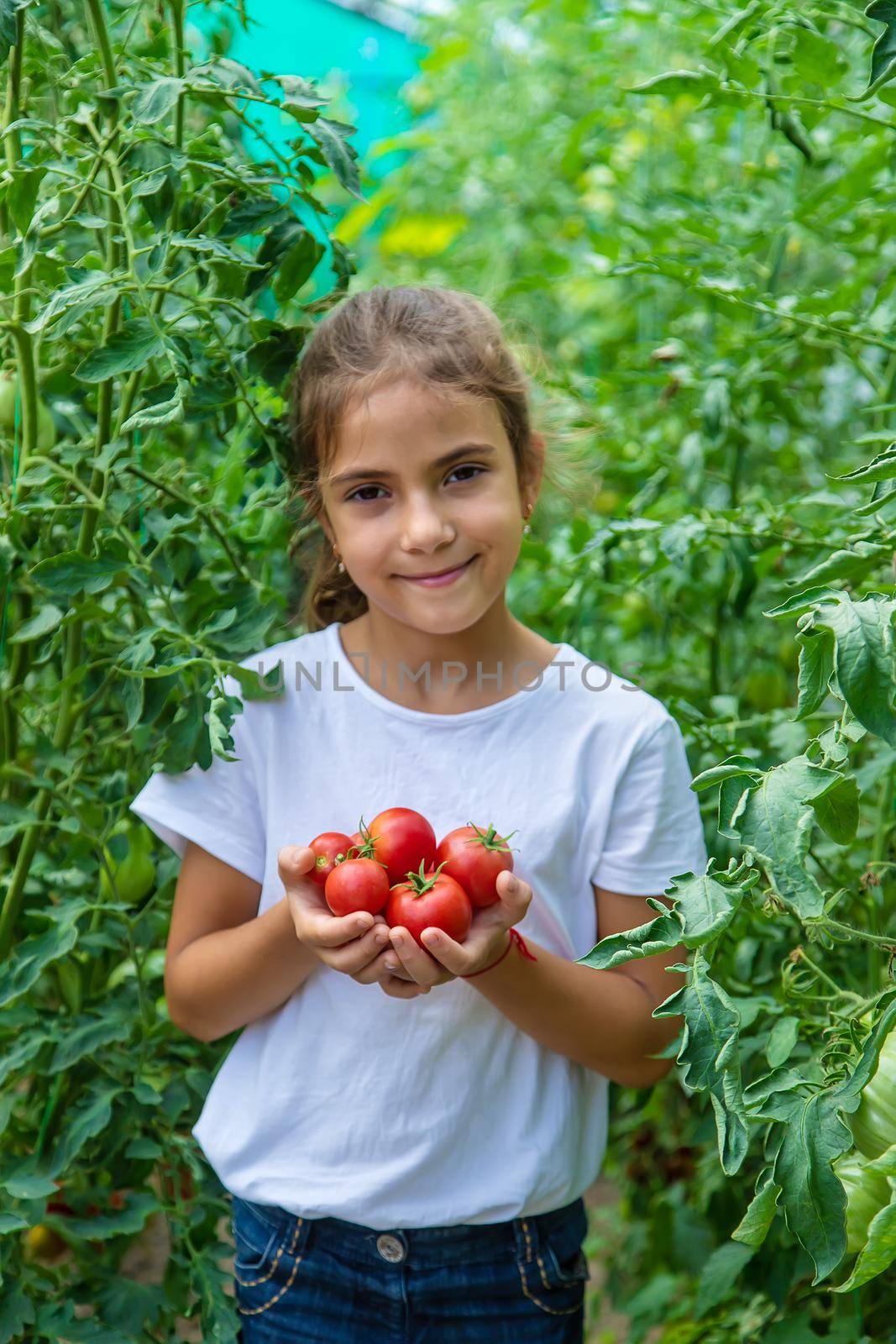 The child is harvesting tomatoes in the garden. Selective focus. Kid.