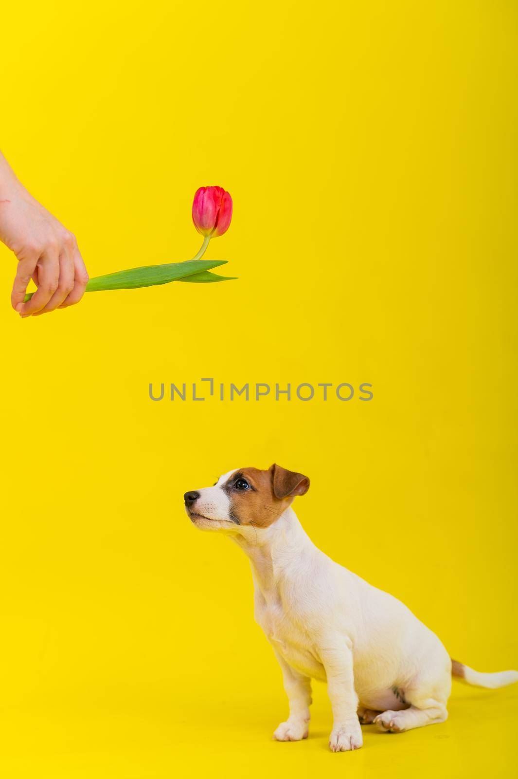 A naughty dog is jumping for a tulip in the studio on a yellow background. Funny puppy Jack Russell Terrier plays with his master and hunts for a Dutch flower