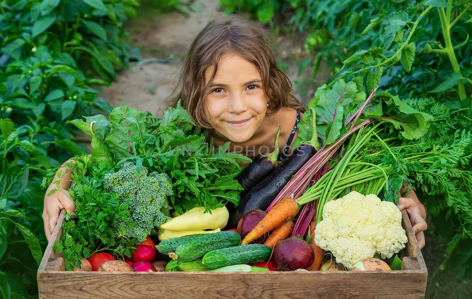 The child holds vegetables in his hands in the garden. Selective focus. Nature.
