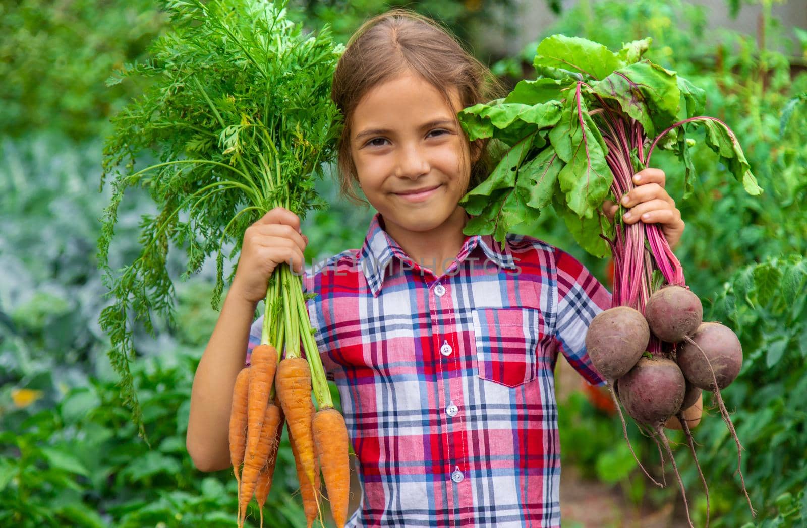 The child holds beets and carrots in his hands in the garden. Selective focus. Food.