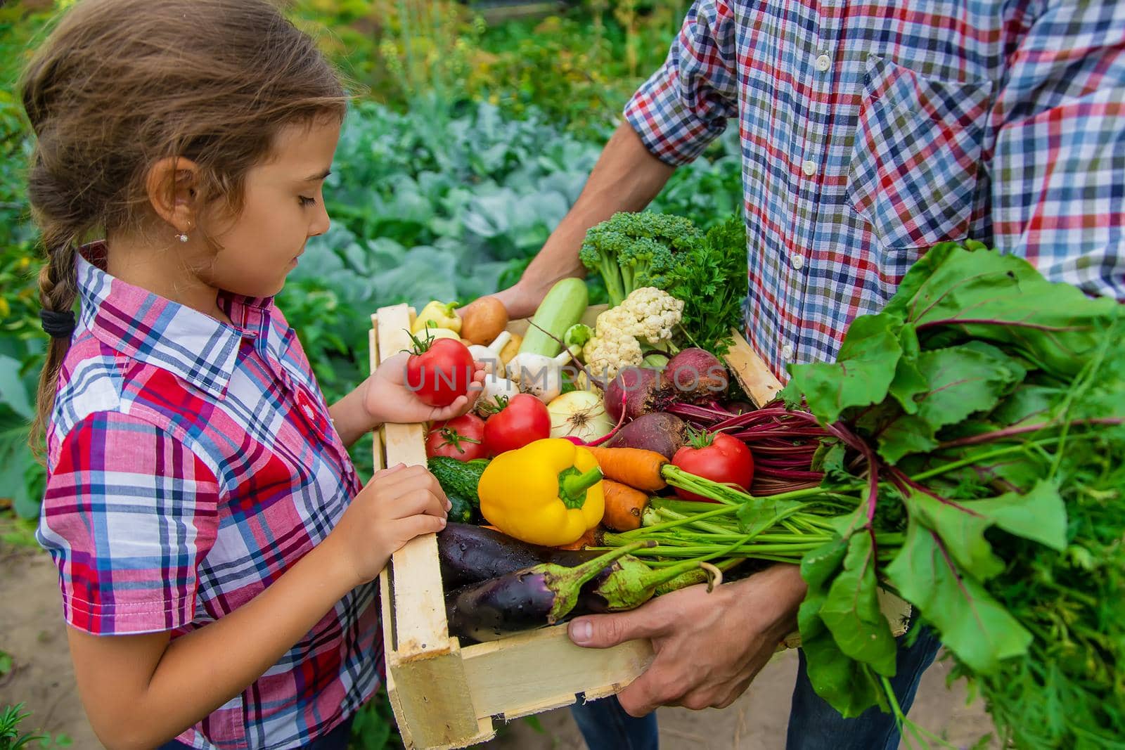Vegetables in the hands of the child and father of the farmer in the garden. Selective focus. Nature.