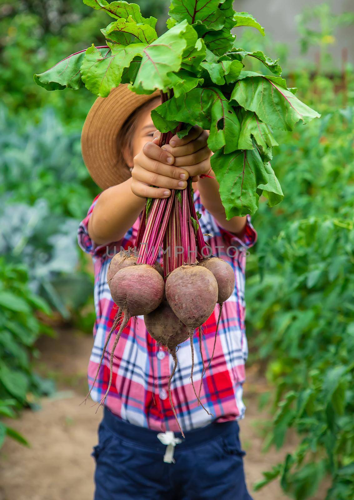 The child holds the beets in his hands in the garden. Selective focus. by yanadjana