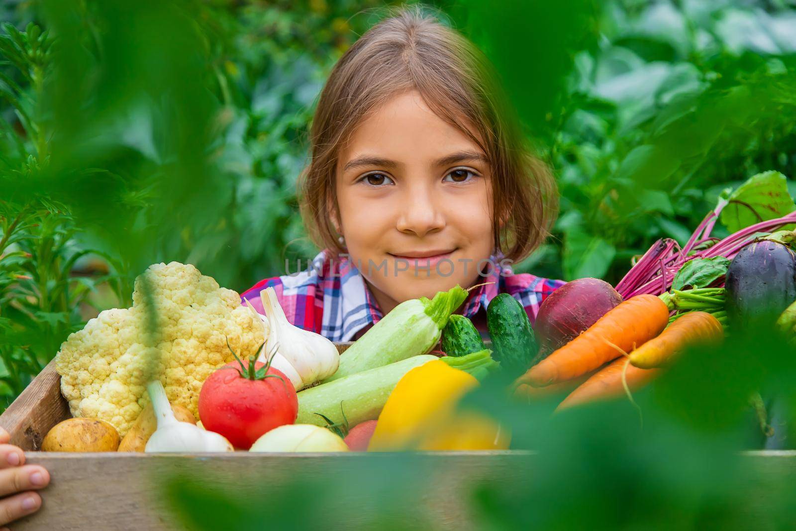 The child holds vegetables in his hands in the garden. Selective focus. Nature.