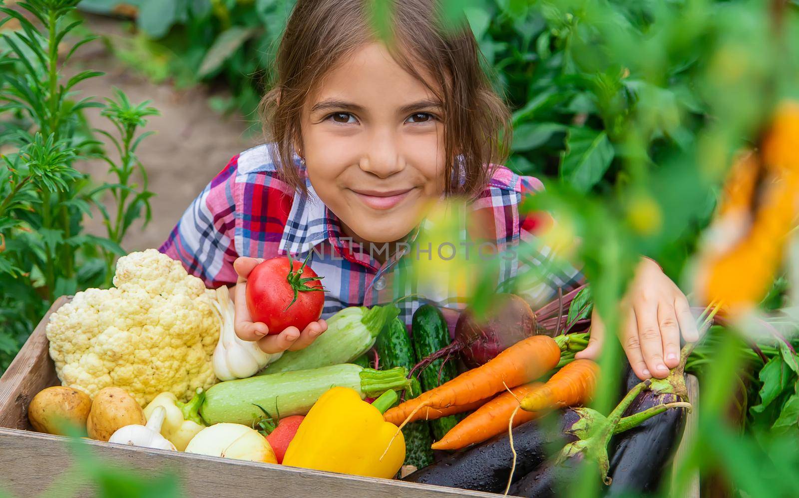 The child holds vegetables in his hands in the garden. Selective focus. Nature.
