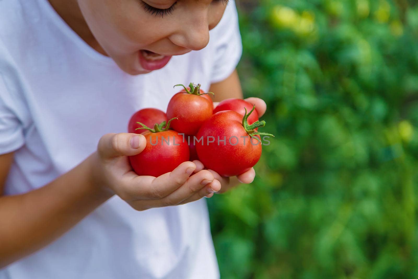 The child is harvesting tomatoes in the garden. Selective focus. Kid.