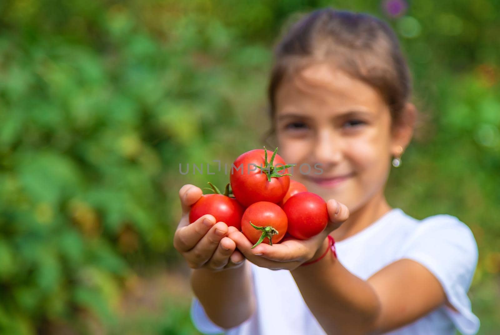 The child is harvesting tomatoes in the garden. Selective focus. by yanadjana