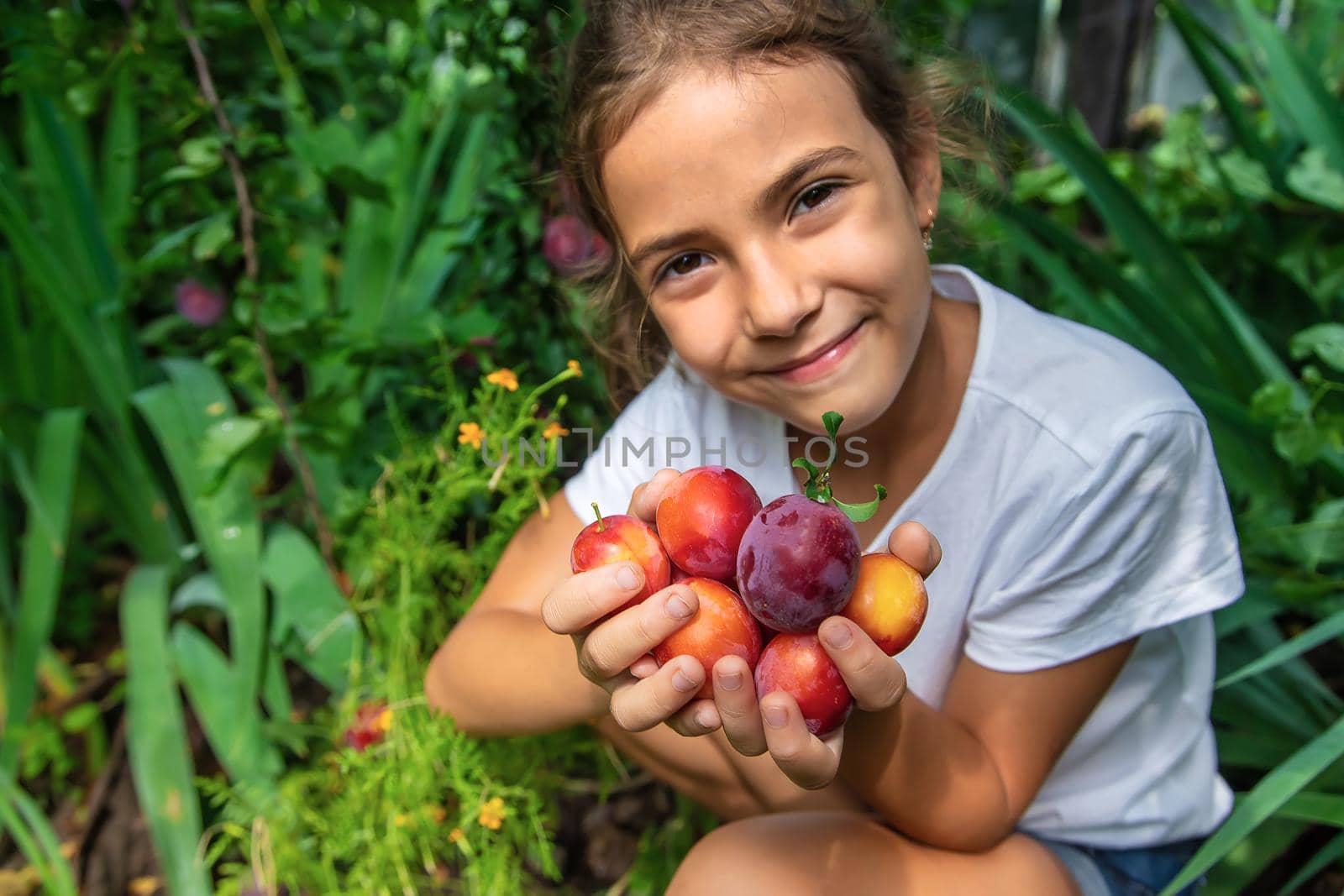 The child is harvesting plums in the garden. Selective focus. Kid.