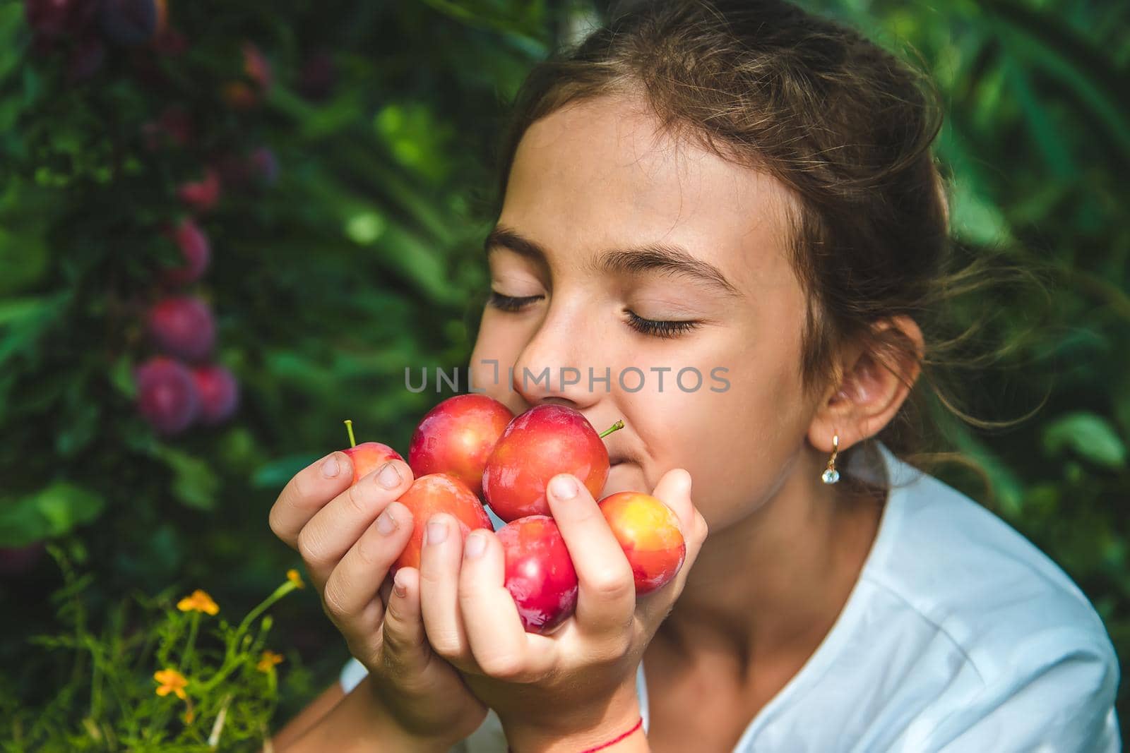 The child is harvesting plums in the garden. Selective focus. Kid.