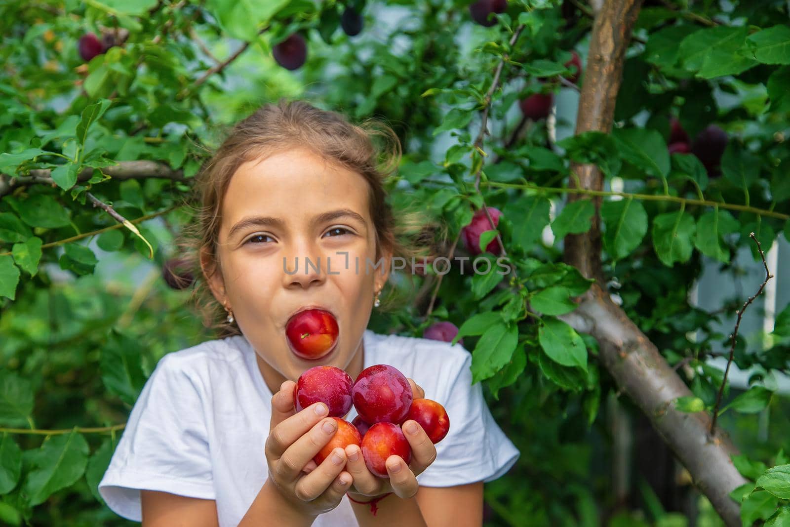 The child is harvesting plums in the garden. Selective focus. Kid.