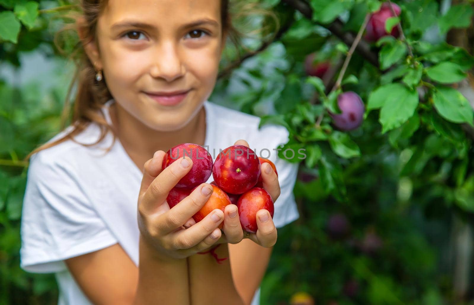 The child is harvesting plums in the garden. Selective focus. Kid.