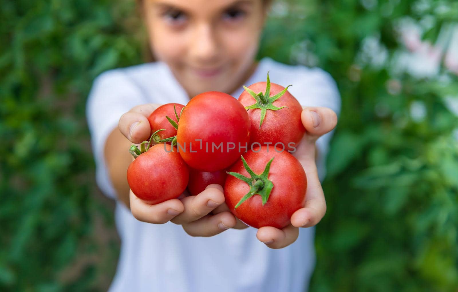 The child is harvesting tomatoes in the garden. Selective focus. Kid.