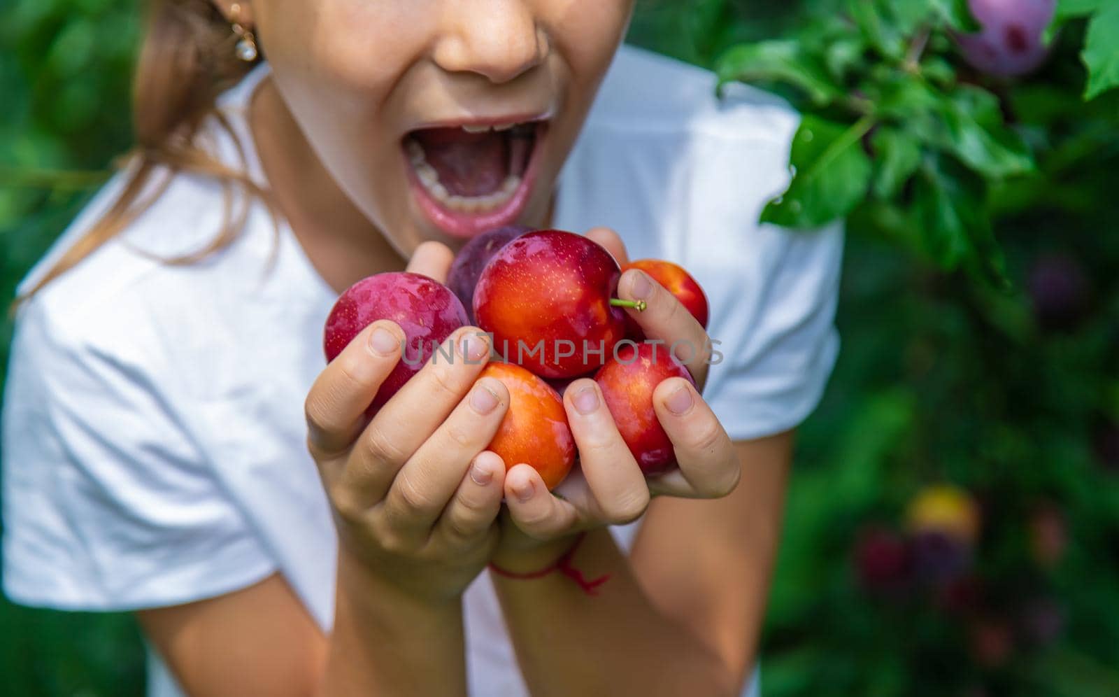 The child is harvesting plums in the garden. Selective focus. Kid.