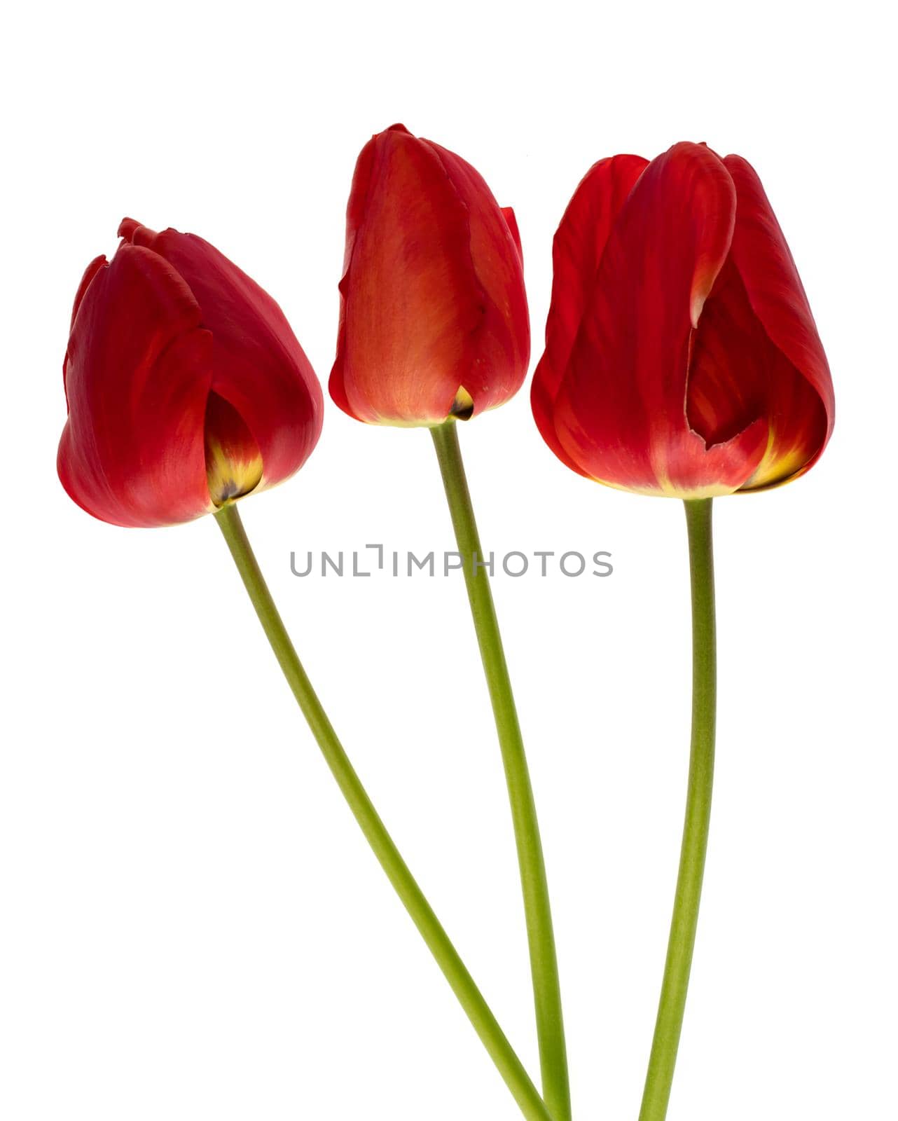 Three tulips with red petals, on a white background