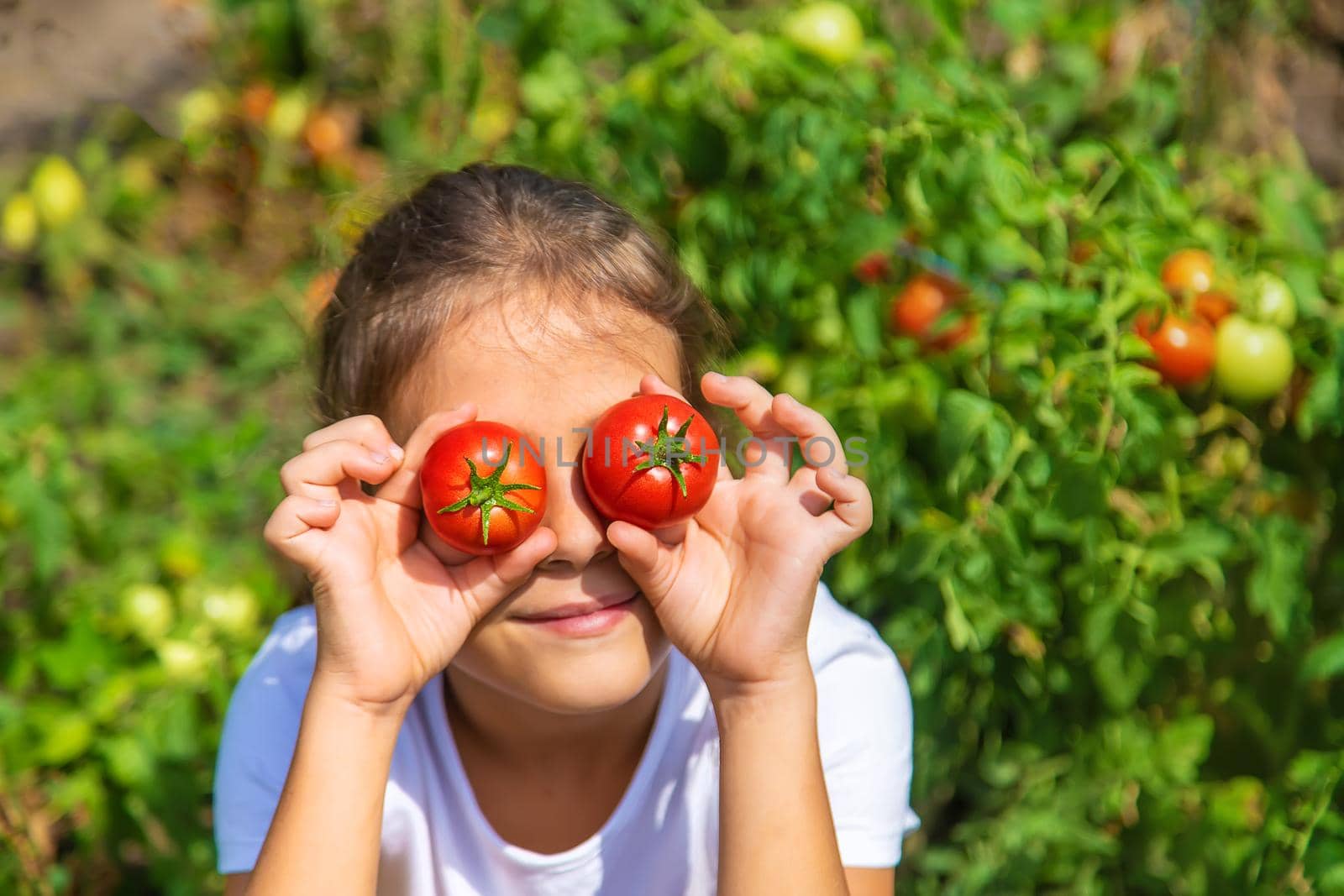 The child is harvesting tomatoes in the garden. Selective focus. Kid.