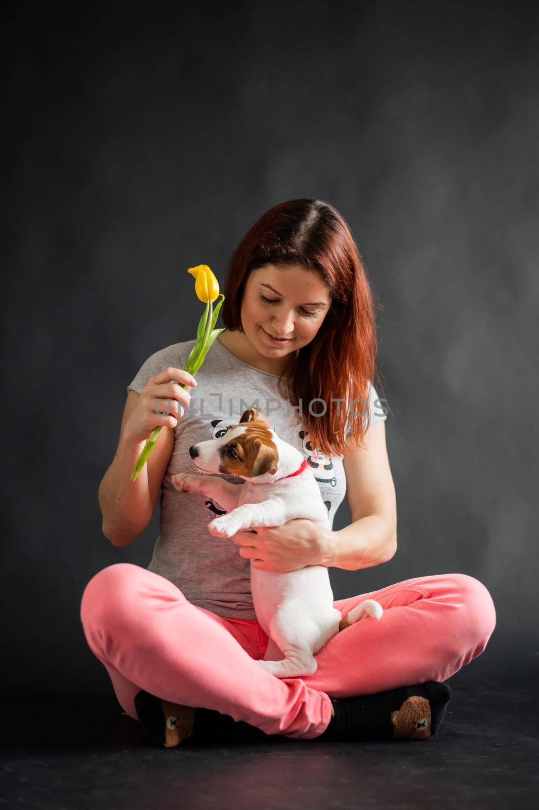 Happy smiling red-haired woman holding a small funny puppy with a yellow tulip in it mouth. The joyful owner plays with the dog Jack Russell Terrier on a black background by mrwed54