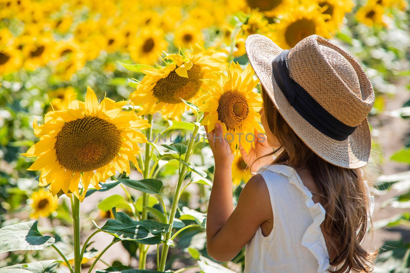 Child girl in a field of sunflowers. Selective focus. Kid.