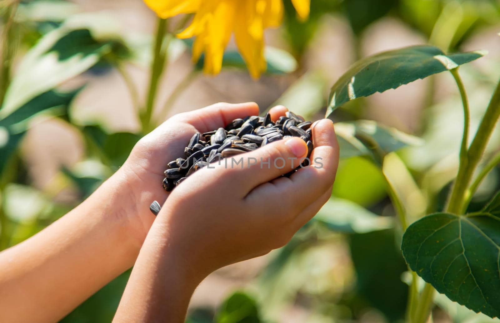 The child holds sunflower seeds in her hands. Selective focus. by yanadjana