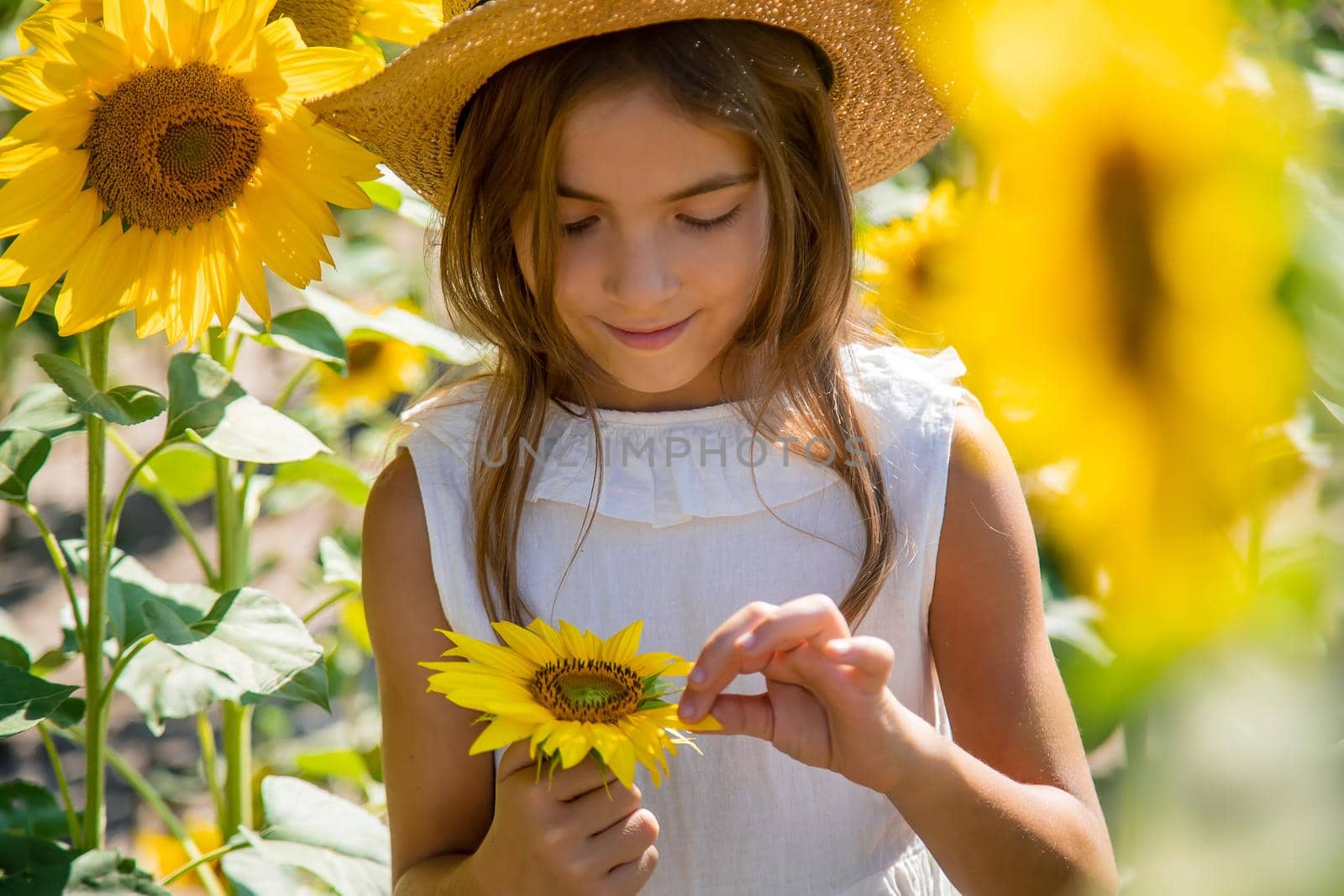 Child girl in a field of sunflowers. Selective focus. Kid.