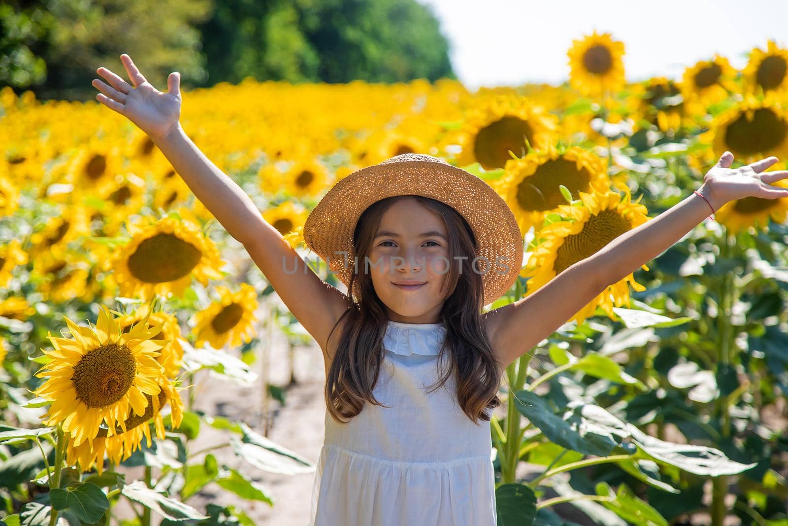 Child girl in a field of sunflowers. Selective focus. by yanadjana