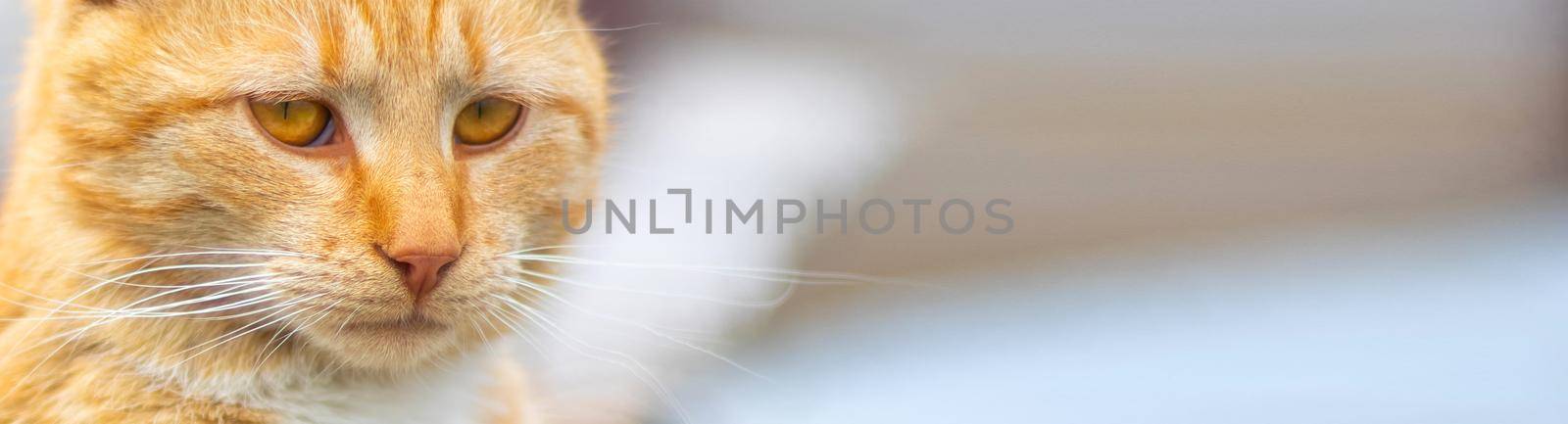 Portrait of a red cat on a blurred background. Red cat face. The concept of animals and pets. Orange tabby cat. Front view. Banner with copy space for website