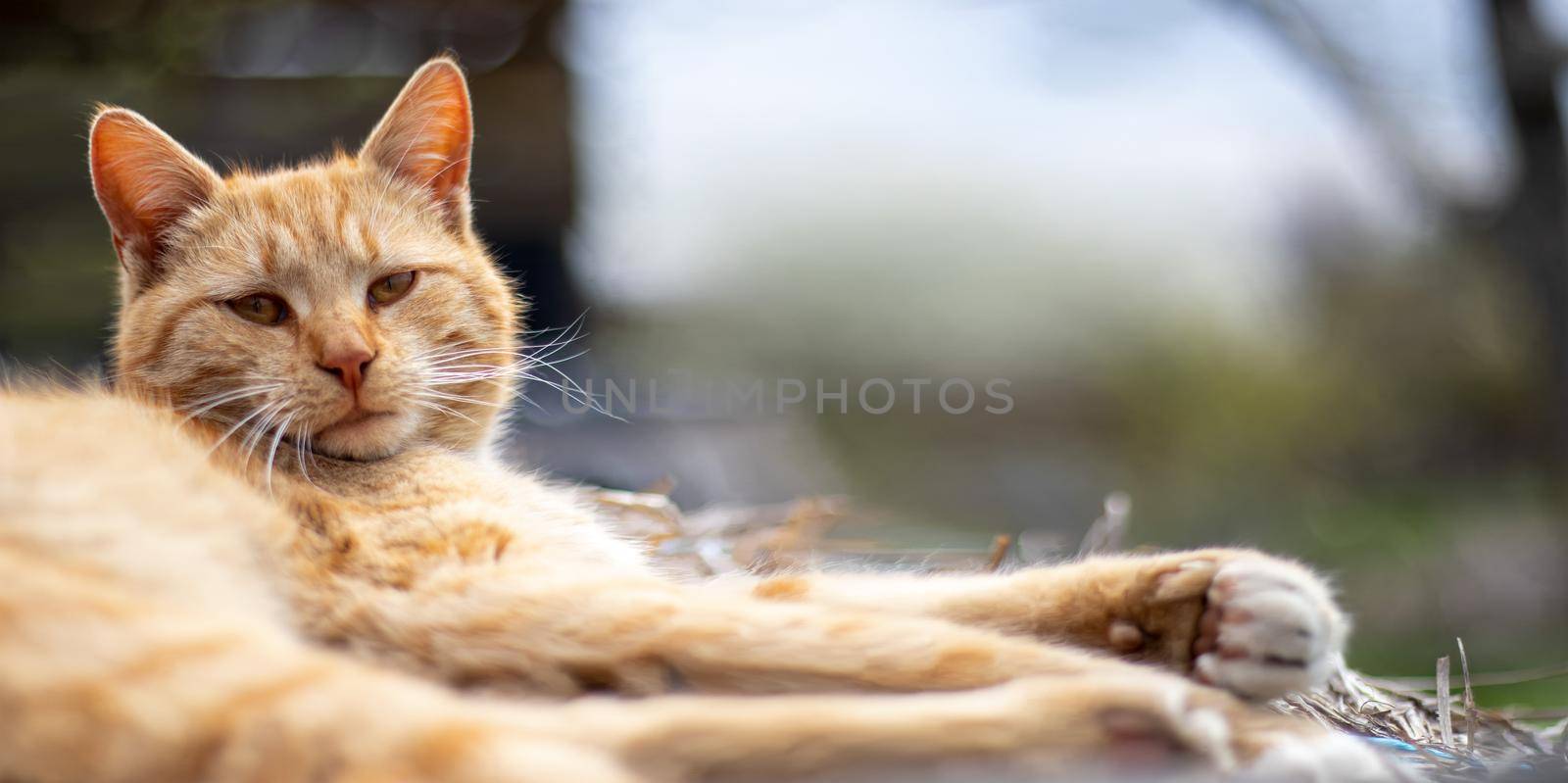 Close-up of a red domestic cat resting peacefully in the hay on a warm summer day. Funny orange tabby cat is basking in the sun. Cute pet under the spring sun on dry grass. Banner with copy space