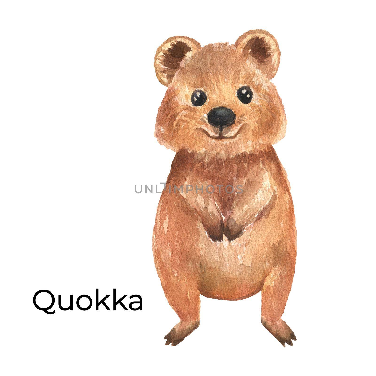 Australian animal watercolor illustration isolated on white background. Cute hand drawn Quokka. Australia Day by ElenaPlatova