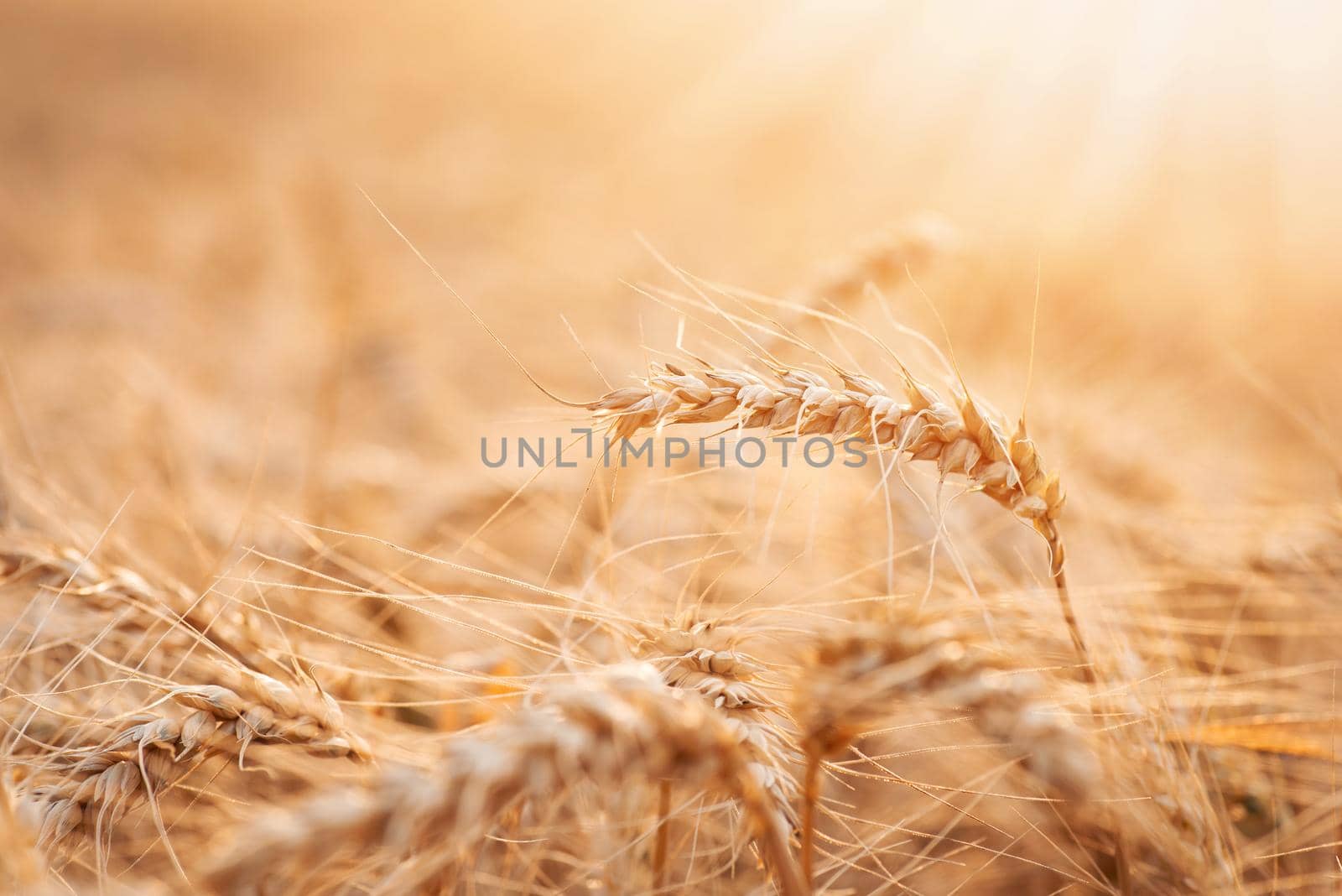 Close-up of bright ripe rye spikelets against setting sun by VitaliiPetrushenko