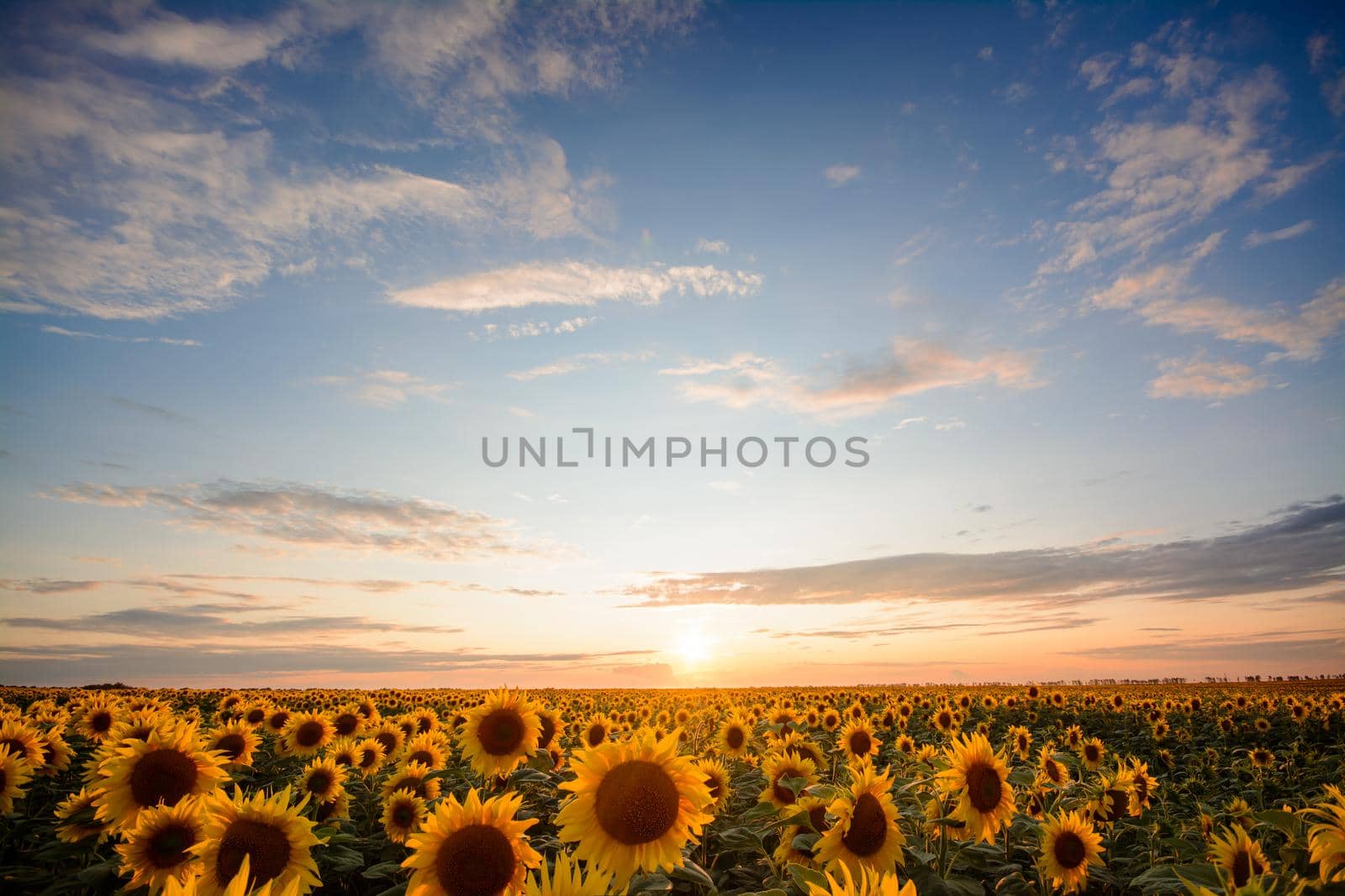 Summertime landscape of sunflowers with copy space for inscription by VitaliiPetrushenko