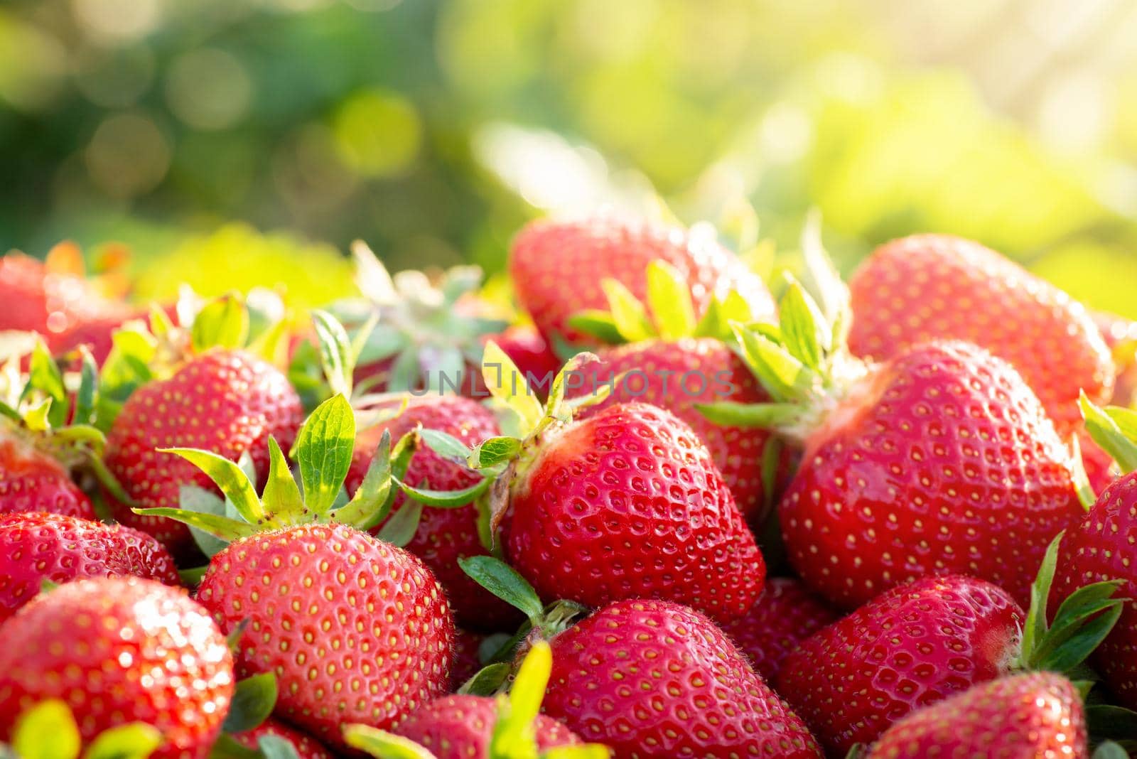 Macro shot of fresh organic strawberry on the farm. Strawberry background
