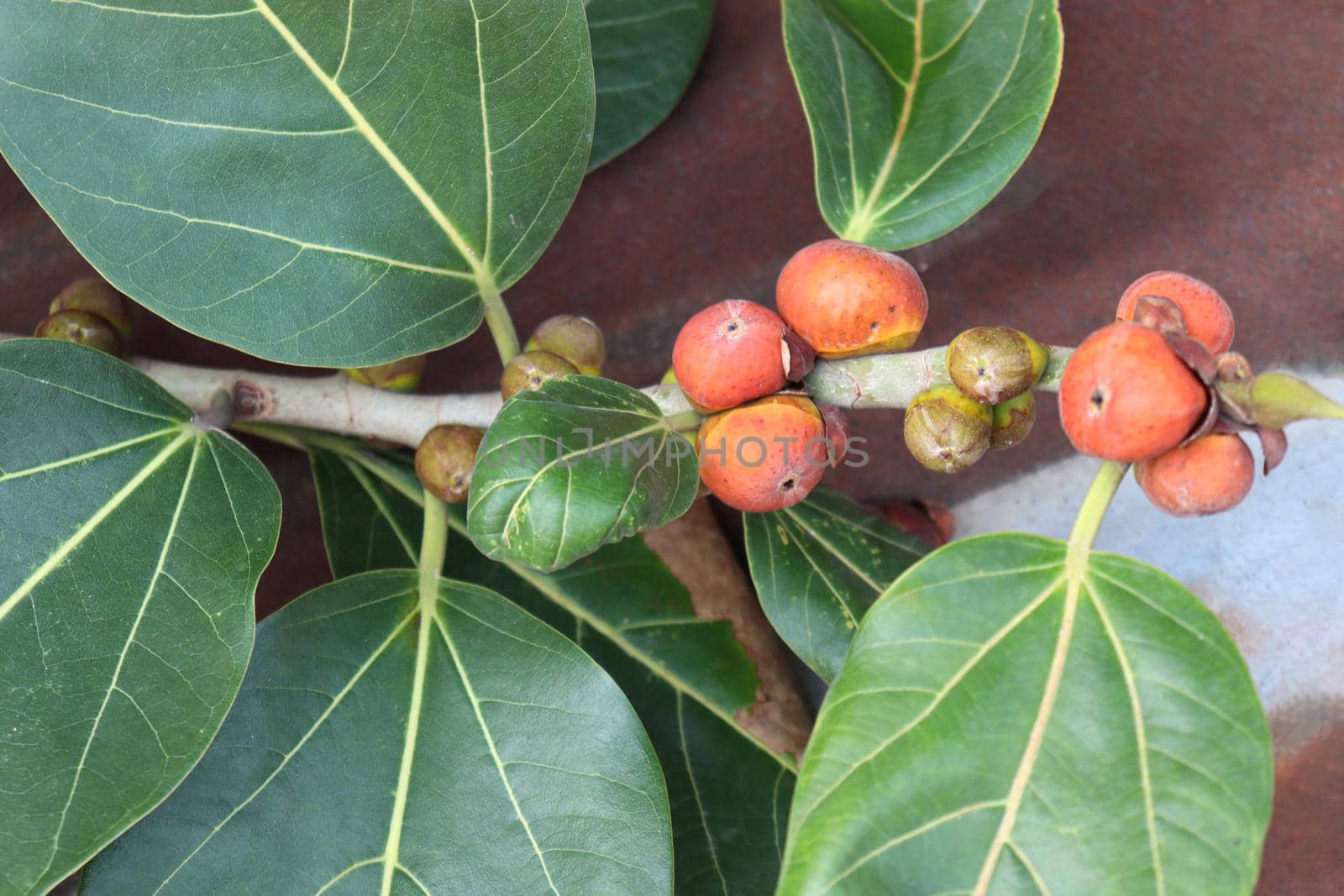 red colored banyan fruit on tree in garden for animal food