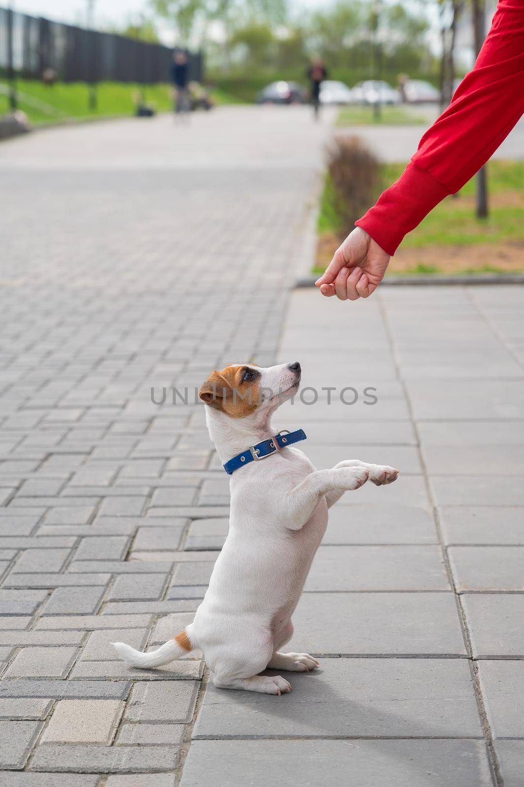 Clever puppy Jack Russell Terrier plays with the owner on the street. A thoroughbred shorthair dog jumping at the hand of an unrecognizable woman. Energetic pet in motion