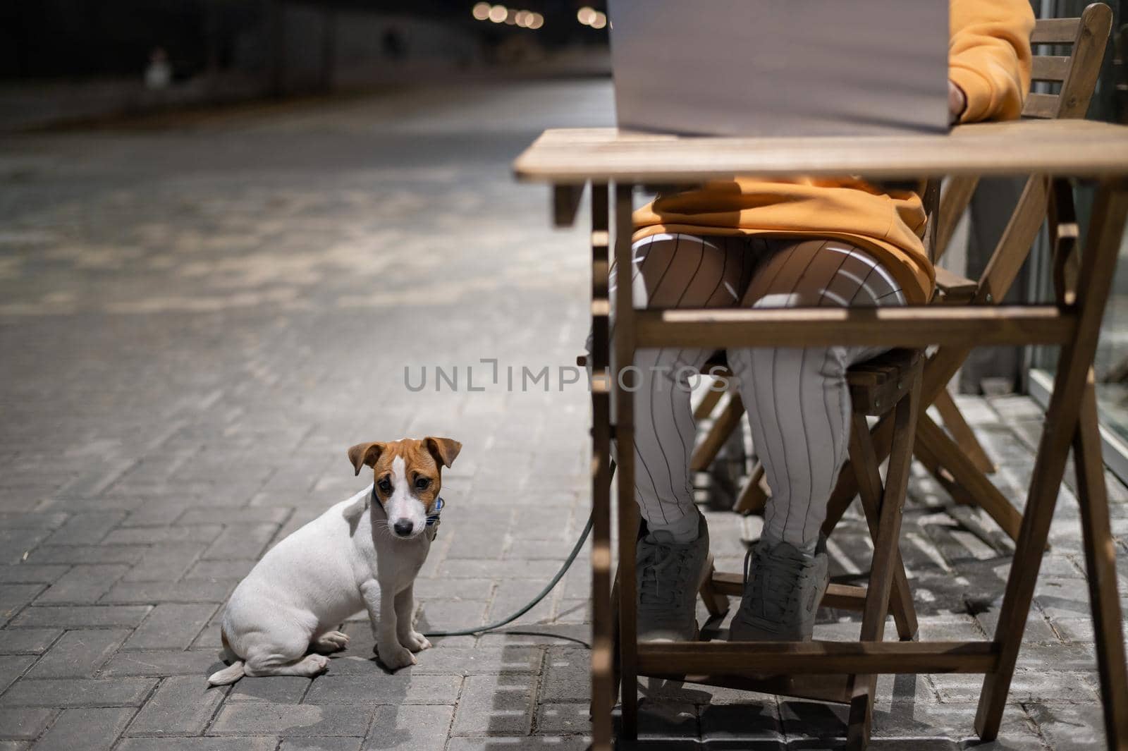 Smiling woman working on laptop at a wooden table in the street. The girl looks at the monitor and Jack Russell Terrier sits on a leash. Freelancer walks the dog in the evening. A loyal puppy. by mrwed54