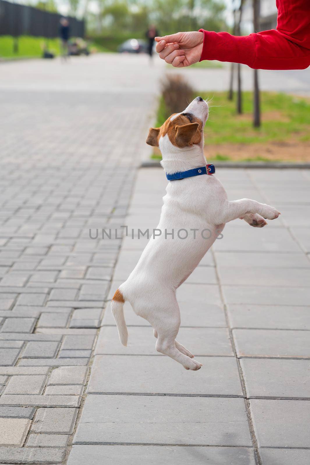 Clever puppy Jack Russell Terrier plays with the owner on the street. A thoroughbred shorthair dog jumping at the hand of an unrecognizable woman. Energetic pet in motion